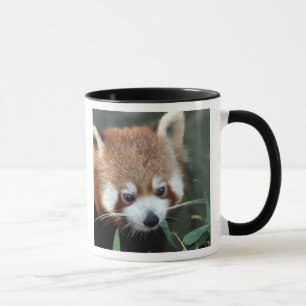 Mug Panda roux, Taronga Zoo, Sydney, Australie