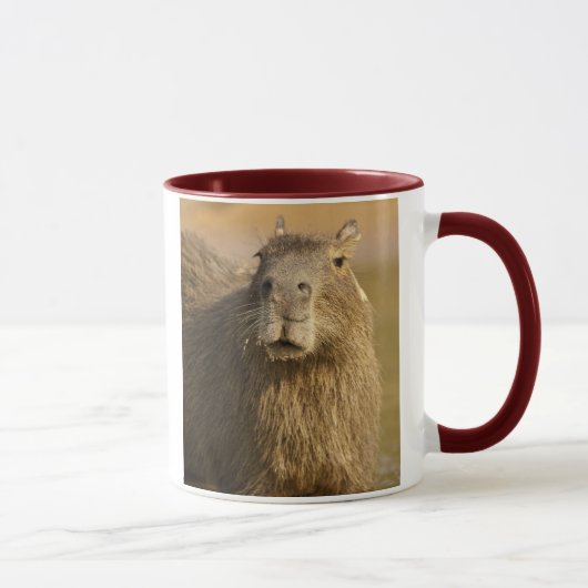 Mug Pantanal, Brésil, Capybara, Hydrochoerus (Droite)