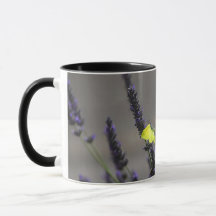 Papillon Jaune sur Lavande Violette Photo Macro