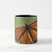 Mug Papillon monarque mâle sur Asclépiade incarnate (Centre)