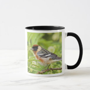 Mug Paruline à poitrine baie (Dendroica castanea) adul