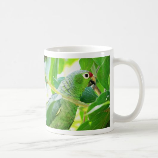 Mug Perroquet, Rio Chagres, Panama (Droite)