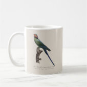 Mug Perruche à longue queue, Psittacula Longicauda (Gauche)