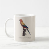 Mug Perruche soleil mâle, Aratinga solstitialis (Gauche)