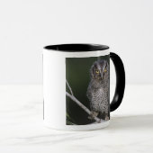 Mug Petit-duc maculé, Megascops asio, Otus 2 (Devant droit)
