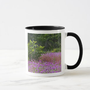 Mug Phlox de Drummond, Phlox drummondi, Hilton Head