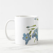 Mug phlox (Phlox reptans) par Redouté (Gauche)