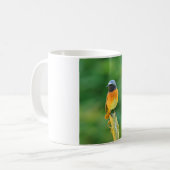 Mug phoenicurus ochrurus (Devant gauche)