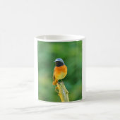 Mug phoenicurus ochrurus (Centre)