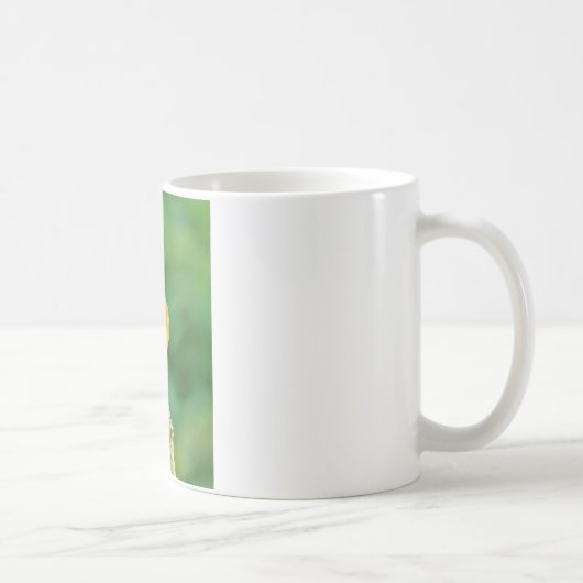 Mug phoenicurus ochrurus (Droite)