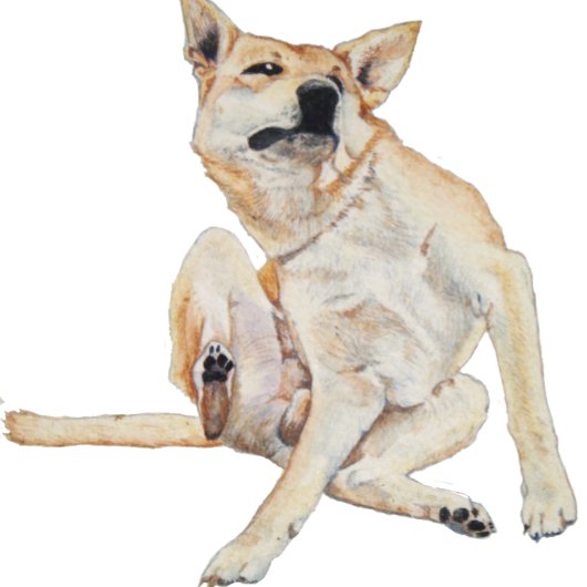 Mug photo amusante de démangeaisons de chien grattant 