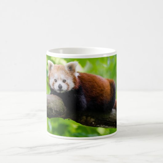 Mug Photo Red Panda Bear (Centre)
