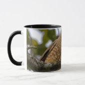 Mug Photographie de Belizean Roadside Hawk (Gauche)