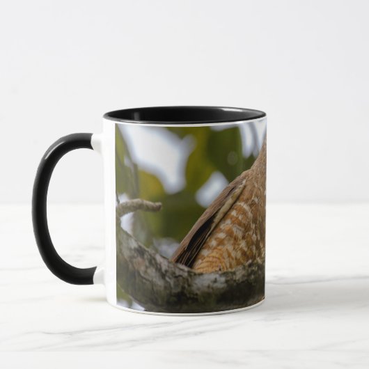 Mug Photographie de Belizean Roadside Hawk (Gauche)