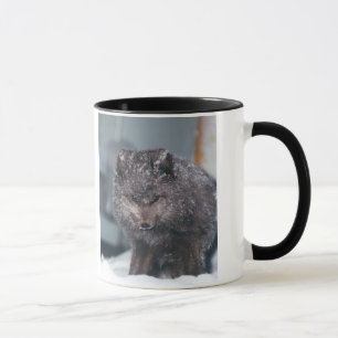 Mug Photos Arctic Alaska Blue Phase Winter Fox conçues