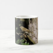 Mug Phylloscopus collybita (Centre)
