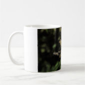 Mug Phylloscopus collybita (Gauche)