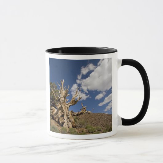 Mug Pin Bristlecone dans l'Ancient Bristlecone Forest, (Droite)