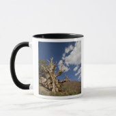 Mug Pin Bristlecone dans l'Ancient Bristlecone Forest, (Gauche)