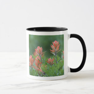Mug Pinceau indien, Castilleja miniata, Ouray,