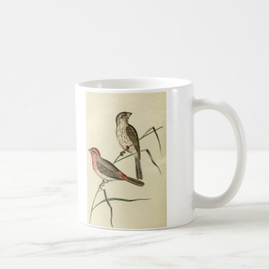 Mug Pinson américain de Chambre (Droite)