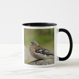 Mug Pinson des arbres mâle (SAUVAGE: Fringilla coelebs