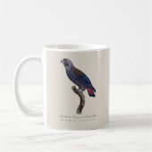 Mug Pionus sombre, Pionus fuscus (Gauche)