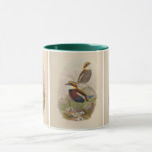 Mug Pitta de van der Bosch par John Gould (Centre)