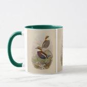 Mug Pitta de van der Bosch par John Gould (Gauche)
