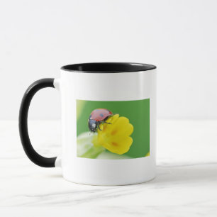 Mug Plan rapproché de coccinelle