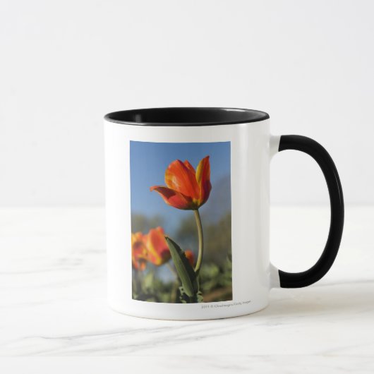 Mug Plan rapproché des fleurs de tulipe (Droite)