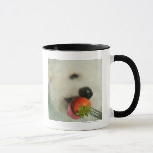 Mug Plan rapproché d'un Bichon Frise mangeant une