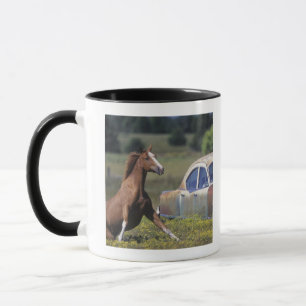 Mug Plan rapproché d'un cheval fonctionnant près d'u