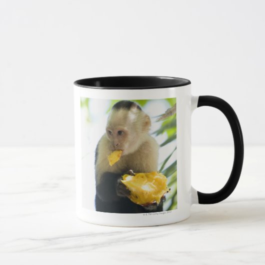 Mug Plan rapproché d'un singe de capucin mangeant d'un (Droite)