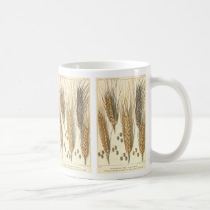 Mug Plante de blé résistant à la sécheresse, Agricultu