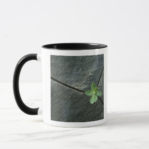 Mug Plante s'élevant à Boulder criqué