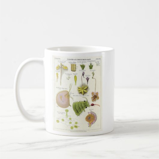 Mug Plantes parasites et carnivores (Gauche)