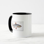 Mug Plat II de gardon (Cyprinus Rutilis) de (Devant gauche)
