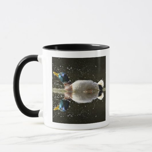 Mug (Platyrhyncus d'ana), secouant outre de l'eau (Gauche)