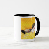 Mug Pli d'écossais ; est une race de chat avec un (Devant droit)