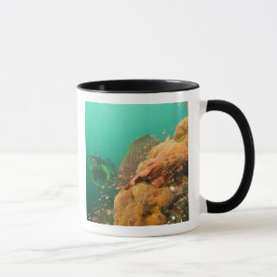 Mug plongeur & Scorpionfish Scorpanopsis