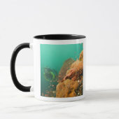 Mug plongeur & Scorpionfish Scorpanopsis (Gauche)