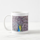 Mug Plumes fines Peacock Mating Plumage (Gauche)