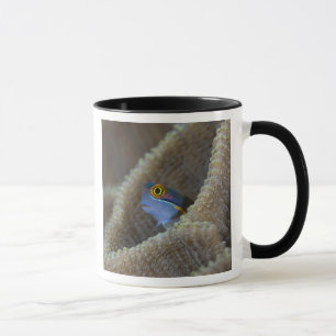Mug poisson blennie (Blenniidae) sortant sa tête
