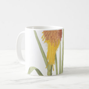 Mug poker chaud rouge (Tritoma uvaria) par Redouté