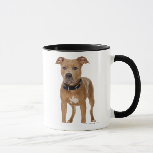 Mug Portrait de studio de chiot américain de pitbull (Droite)