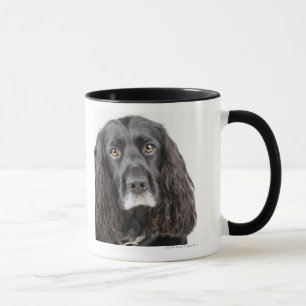 Mug Portrait de studio de cocker