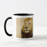 Portrait masculin de lion (Panthera Lion), masai