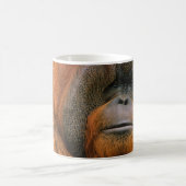 Mug Portrait of Orang-utang Male, Georgia, USA (Centre)