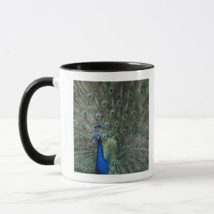 Mug portrait, plumes, colorées, paon, dehors,